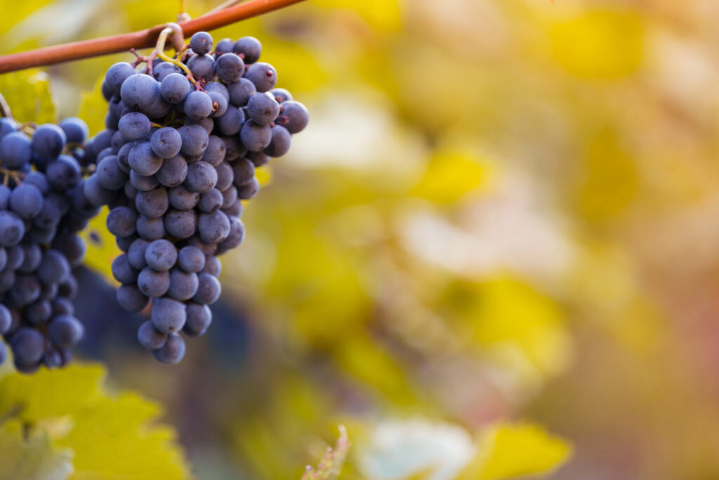 Bunch of grapes on a vine