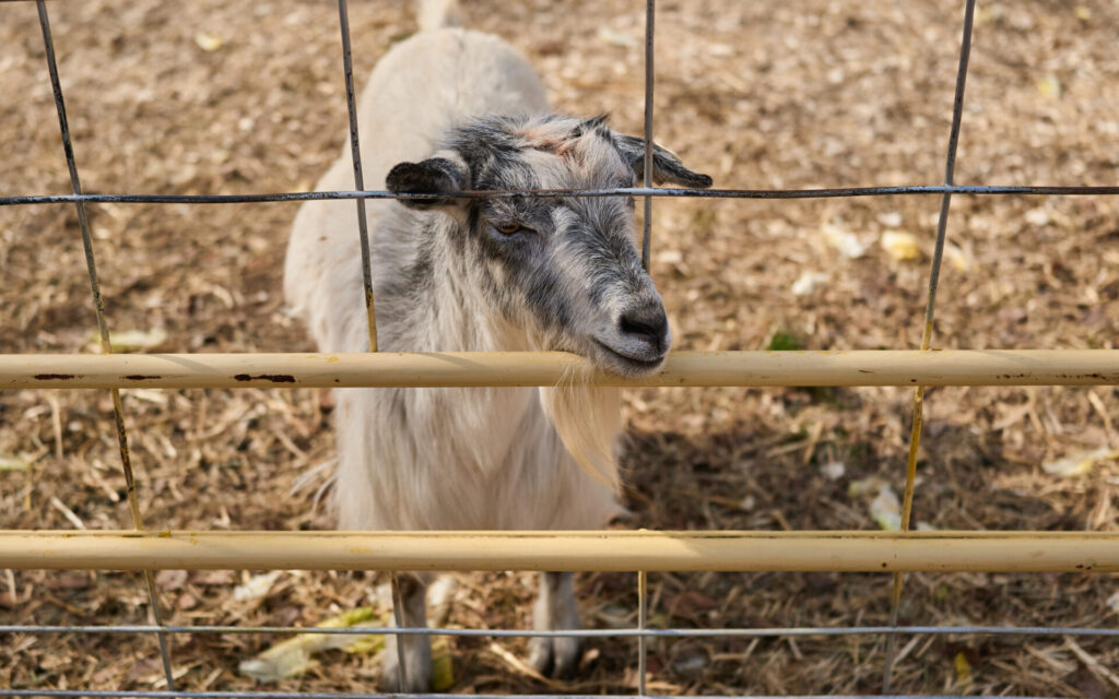 goat at a fence