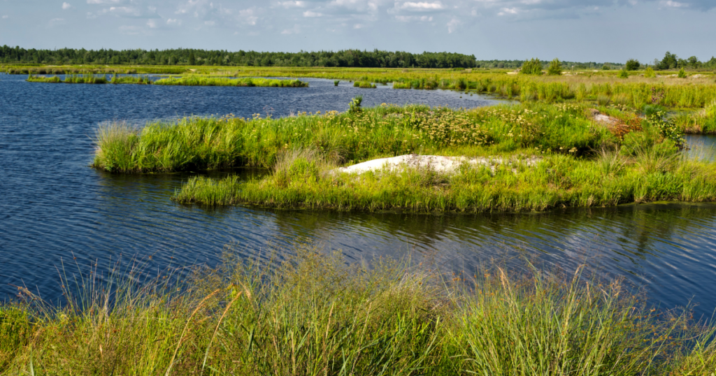 beautiful green and lush marshland