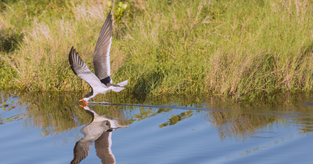 Black skimmer water bird swooping down along the water with its beak open